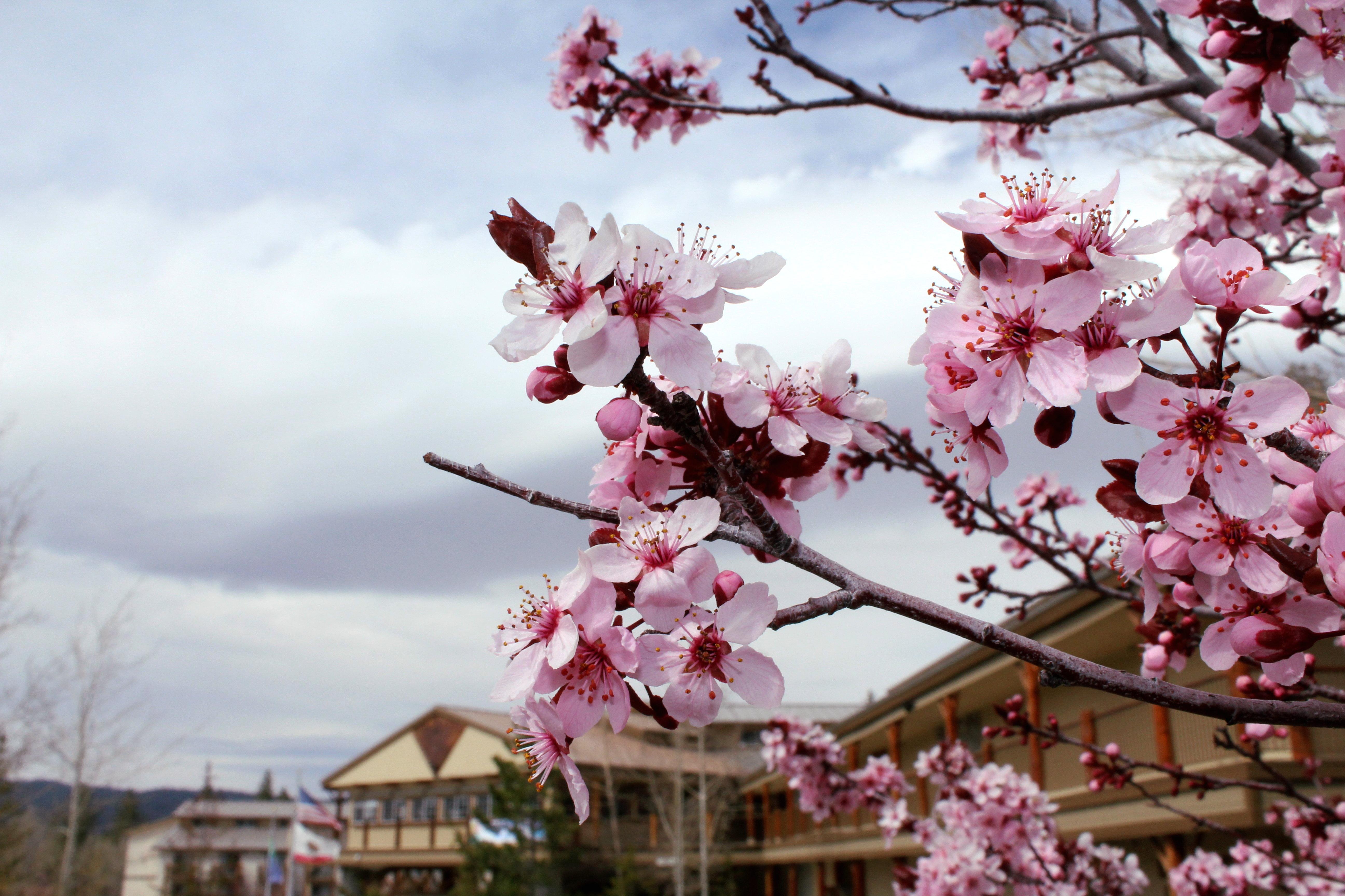 The At Big Bear By Ihg Hotel 3*